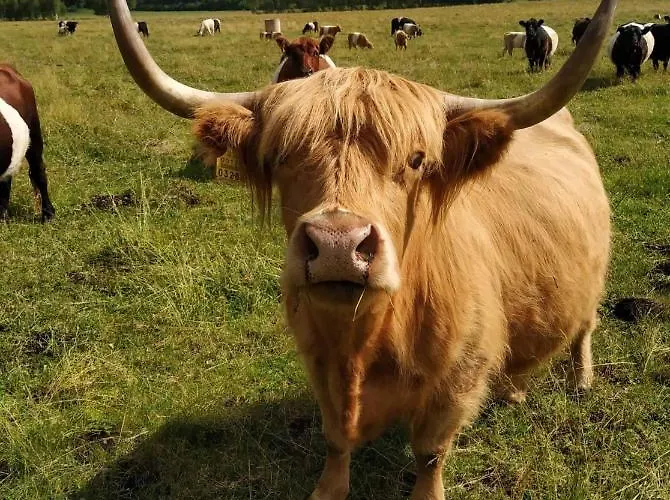 Holiday home Self Check-in Sauna Next To Hiking Trails Karde